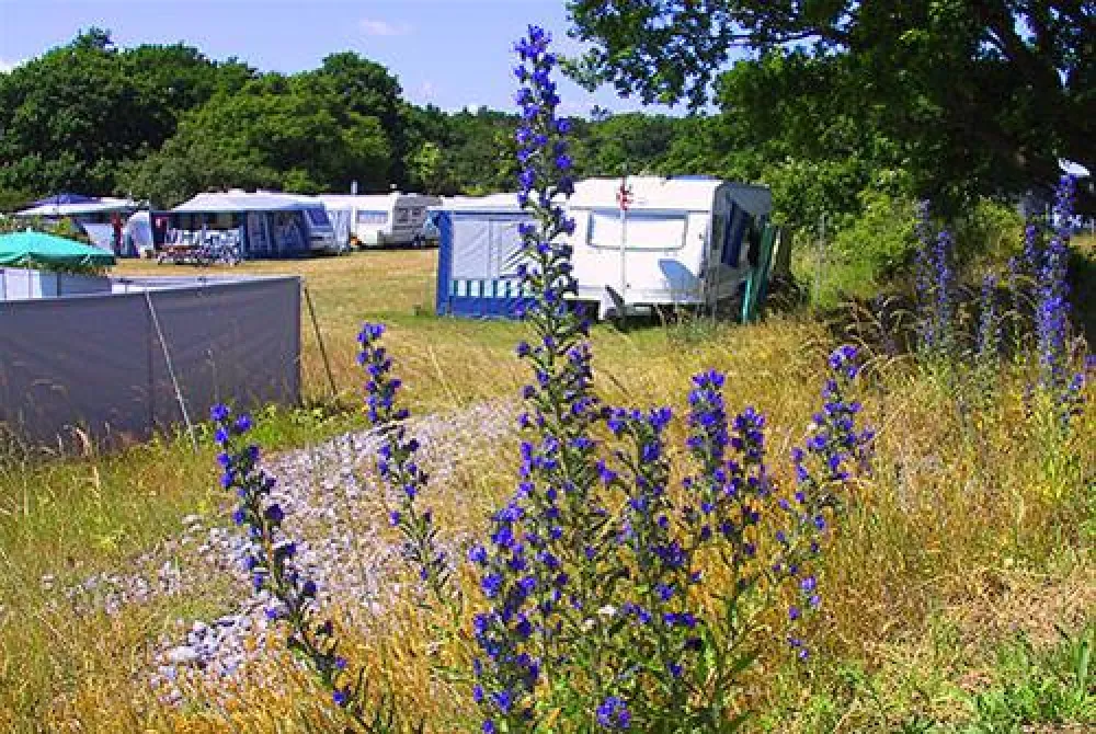 Møn Strandcamping - Ulvshale