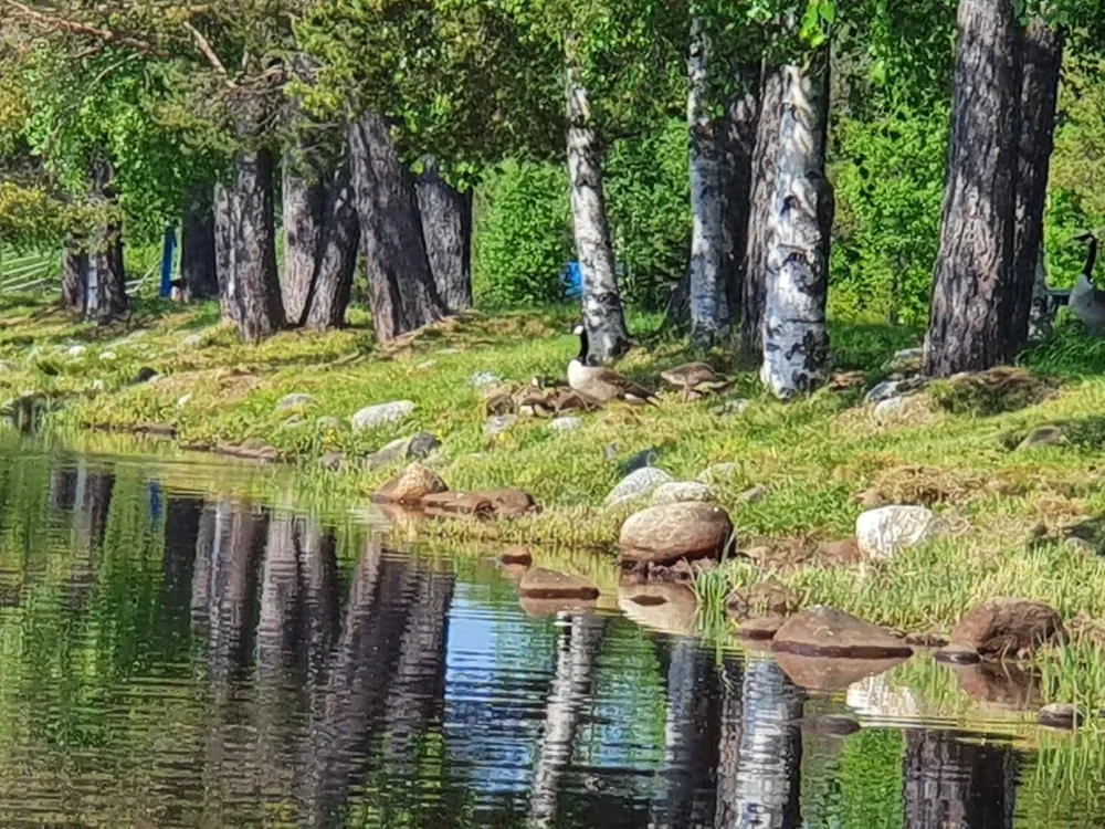 Åsele Camping