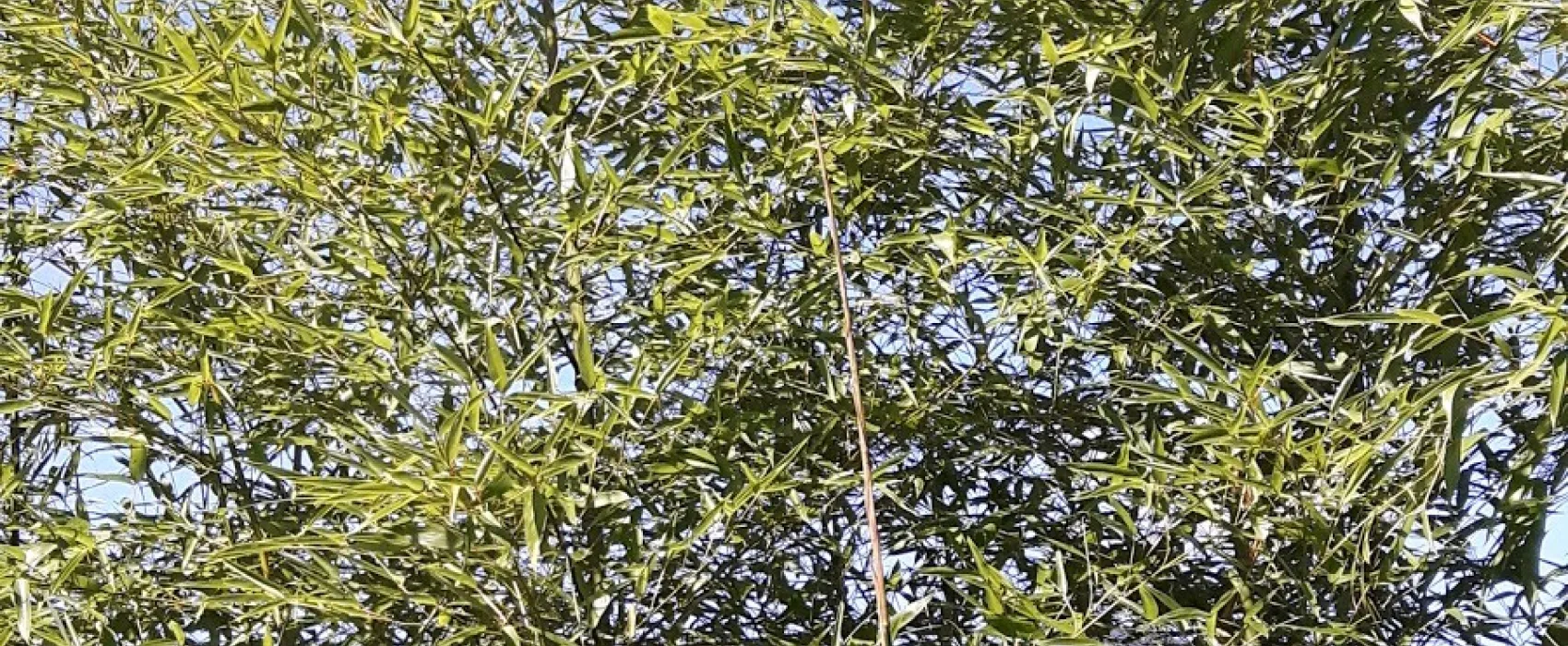 Camping Municipal De Carolle