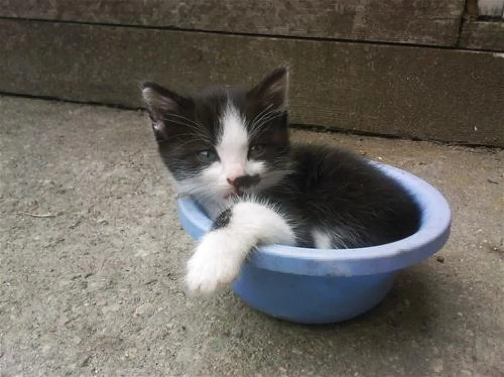 Camping am See Gut Lindlerhof