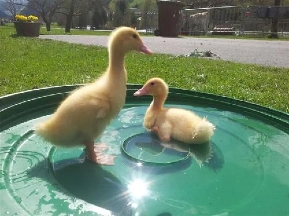 Camping am See Gut Lindlerhof