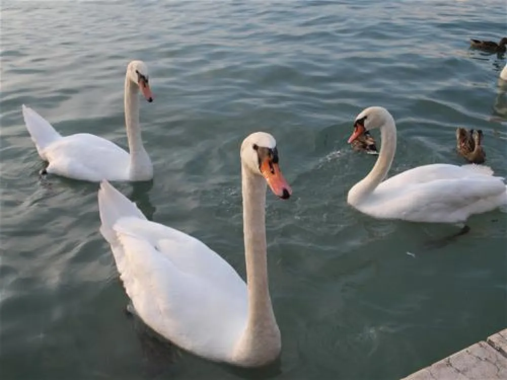 Camping Bella Italia