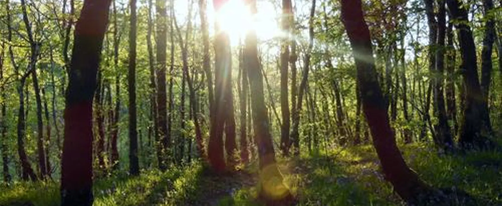 Woodlands Caravan Park