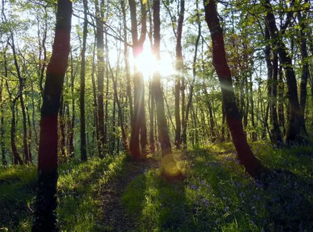 Woodlands Caravan Park