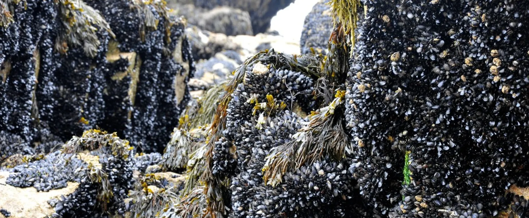 La Baie de Douarnenez