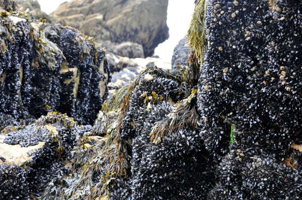 La Baie de Douarnenez