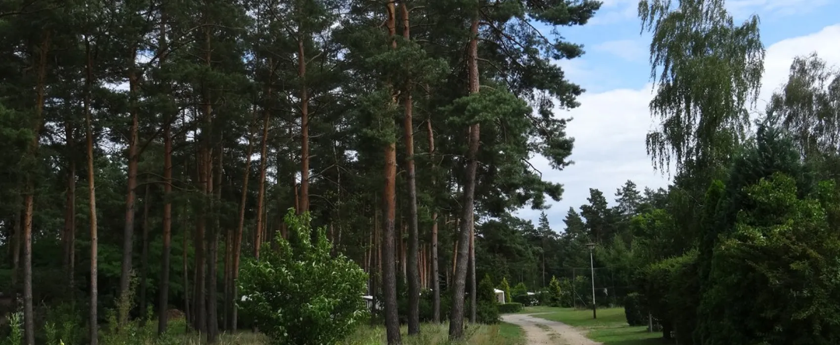 Am Großen Lausiger Teich