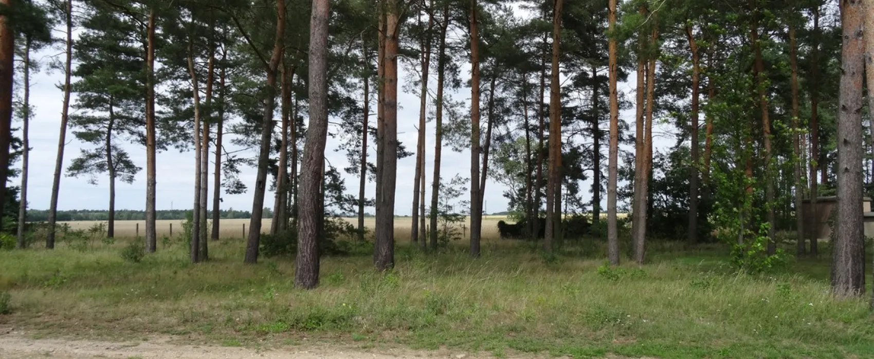 Am Großen Lausiger Teich
