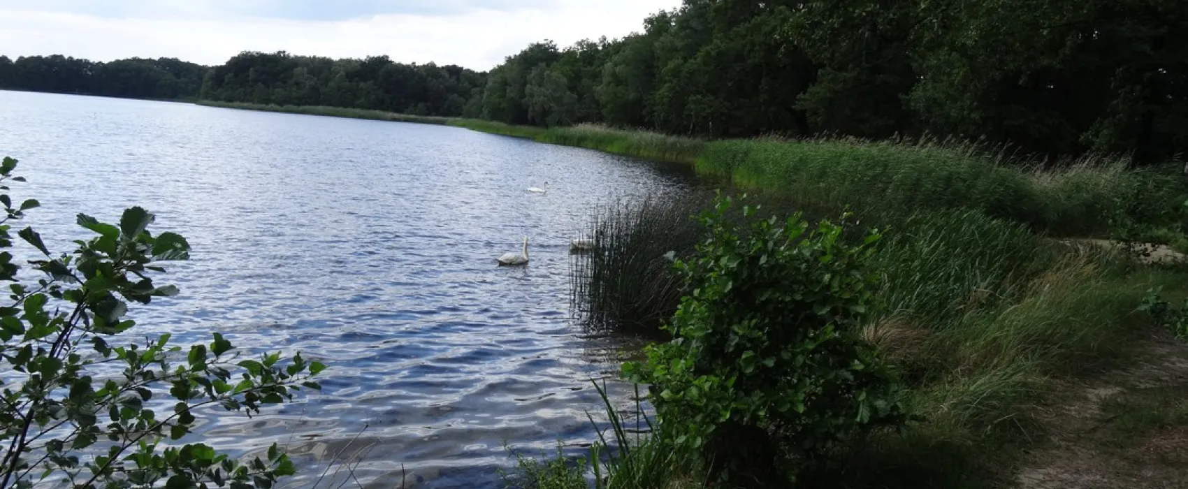 Am Großen Lausiger Teich