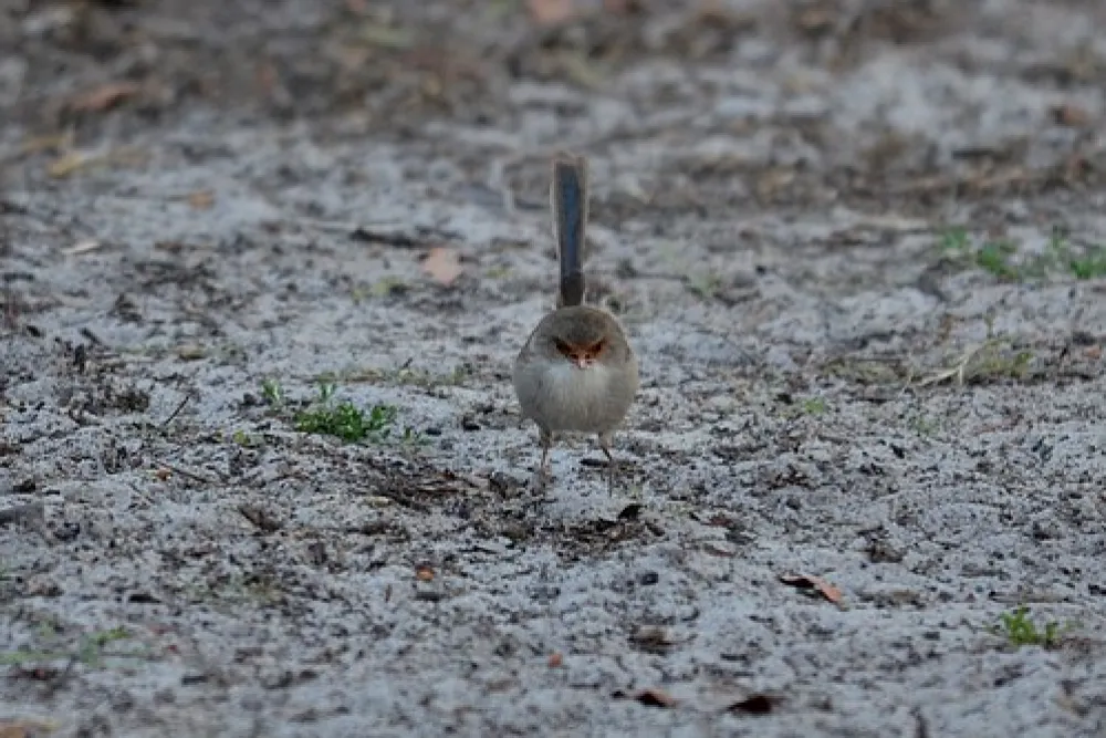 Wild Dog Bend Campground