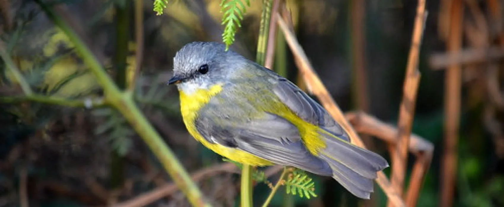 Wild Dog Bend Campground