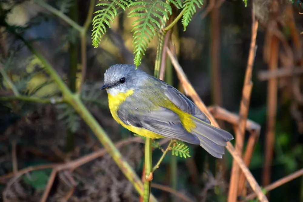 Wild Dog Bend Campground