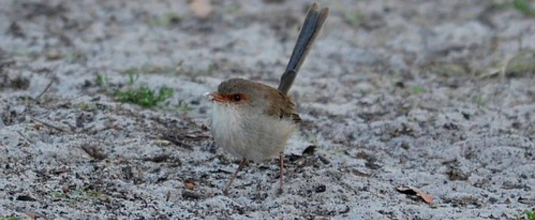 Wild Dog Bend Campground