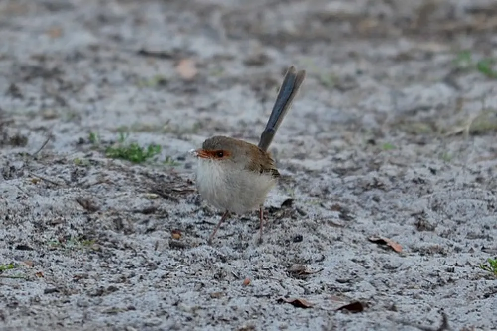Wild Dog Bend Campground