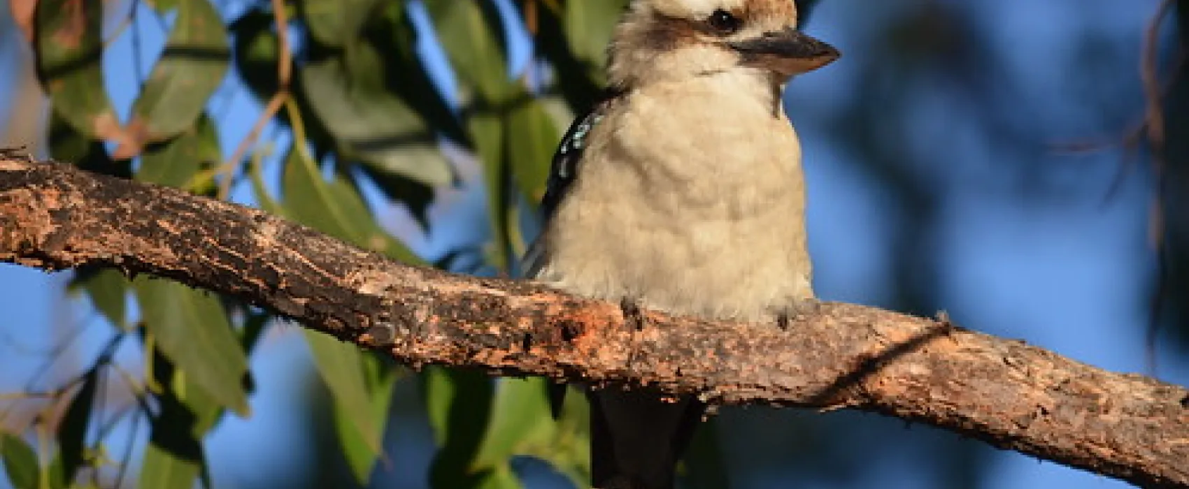 Wild Dog Bend Campground