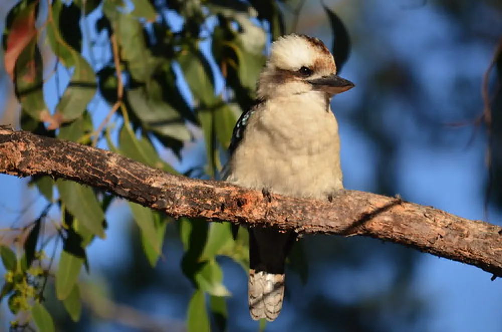 Wild Dog Bend Campground