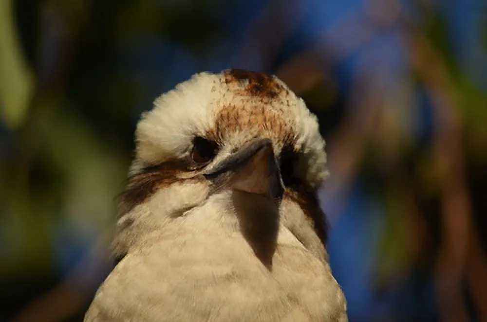 Wild Dog Bend Campground