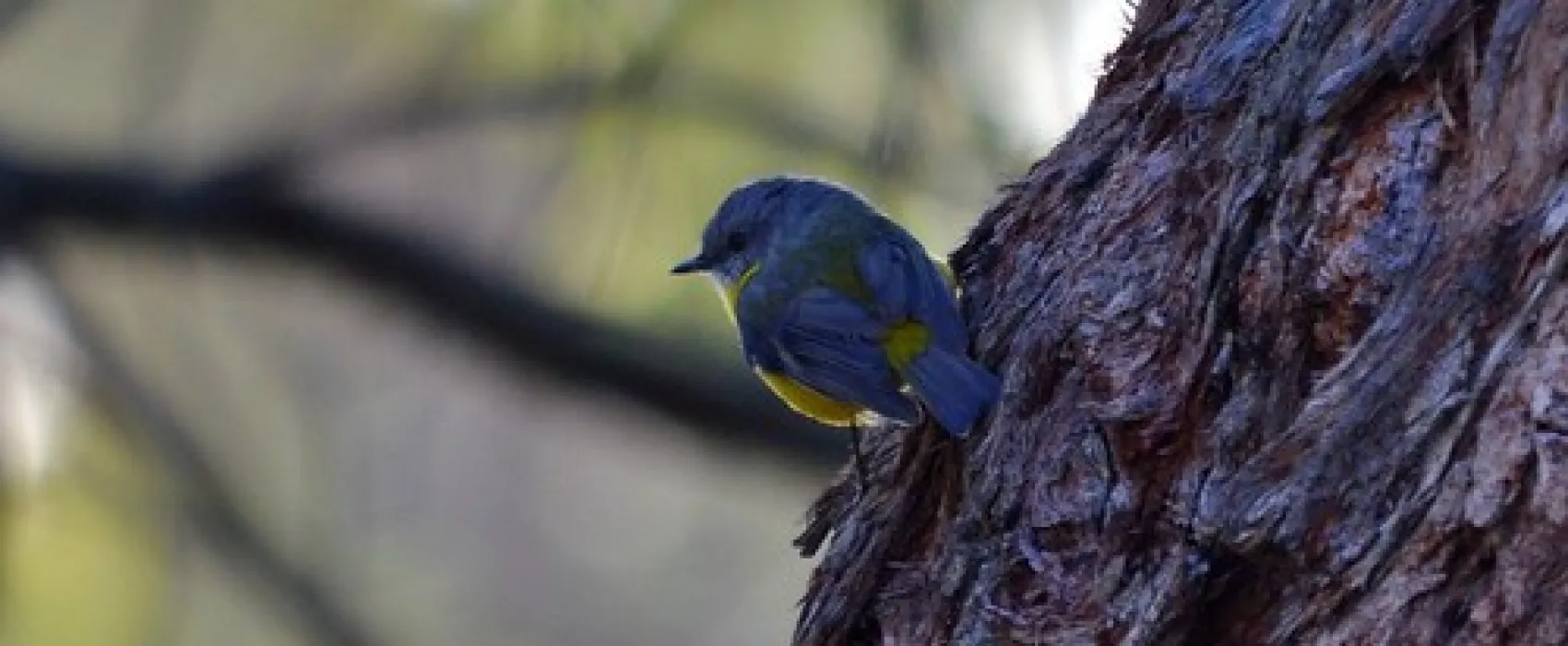 Wild Dog Bend Campground