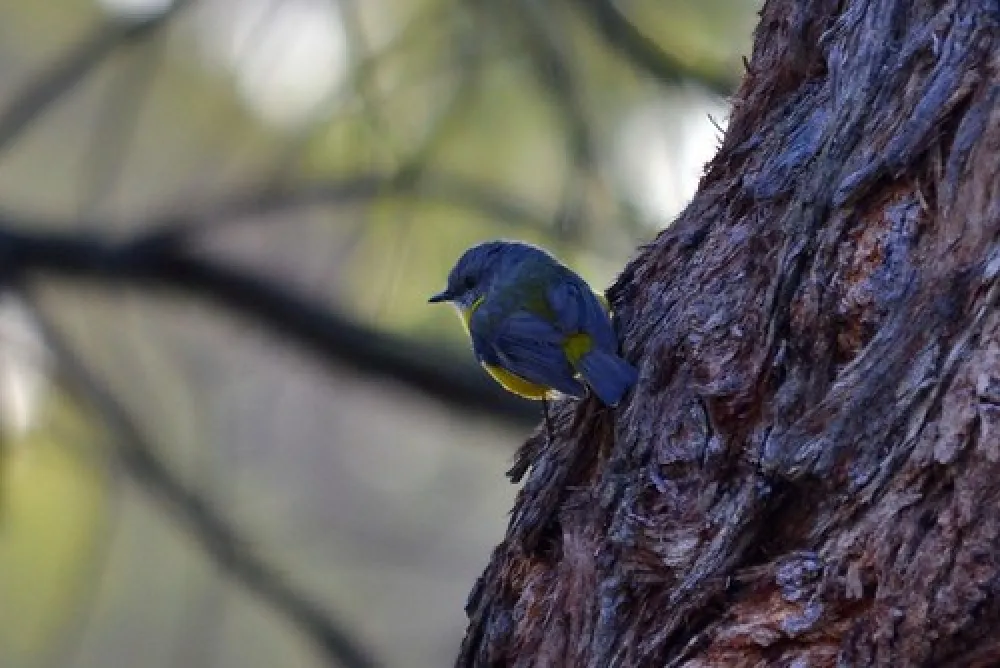 Wild Dog Bend Campground