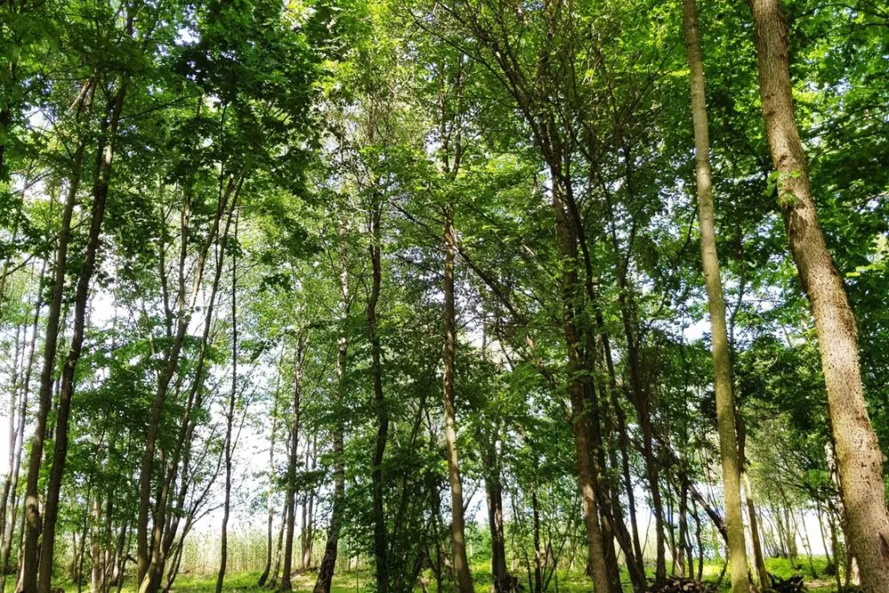 KIKITY - Camping at the lake