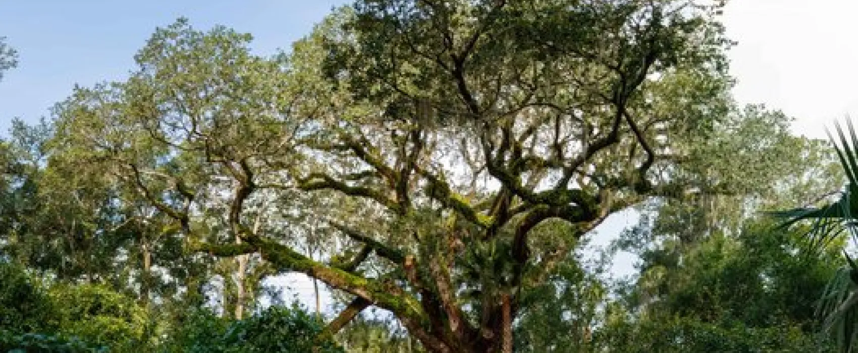 Lake Griffin State Park
