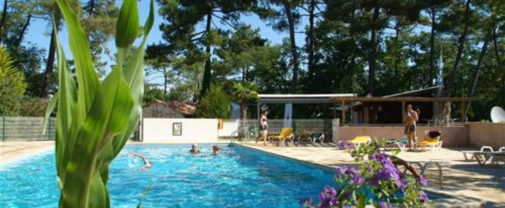 Les Pins De La Coubre  