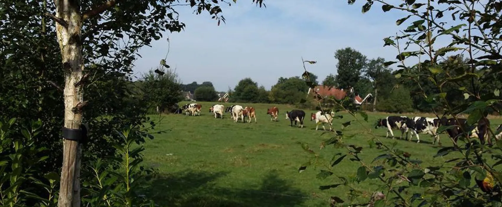 Camping Erve Wiegink