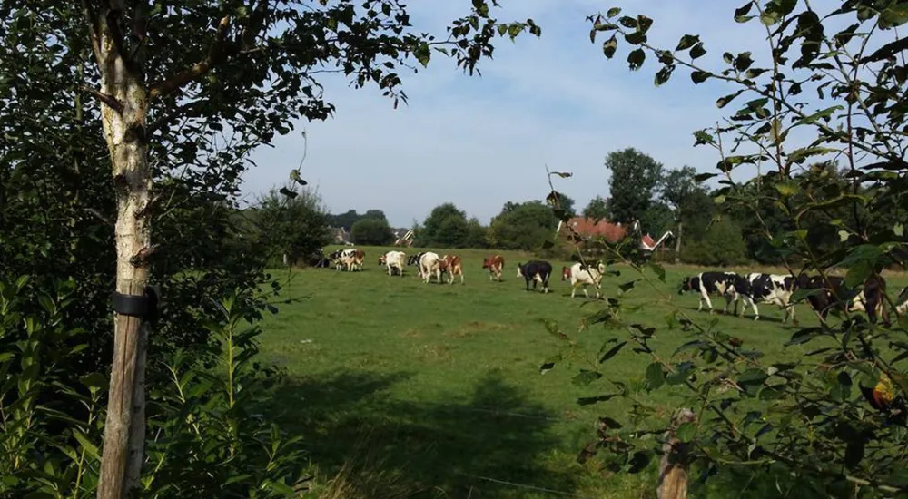 Camping Erve Wiegink