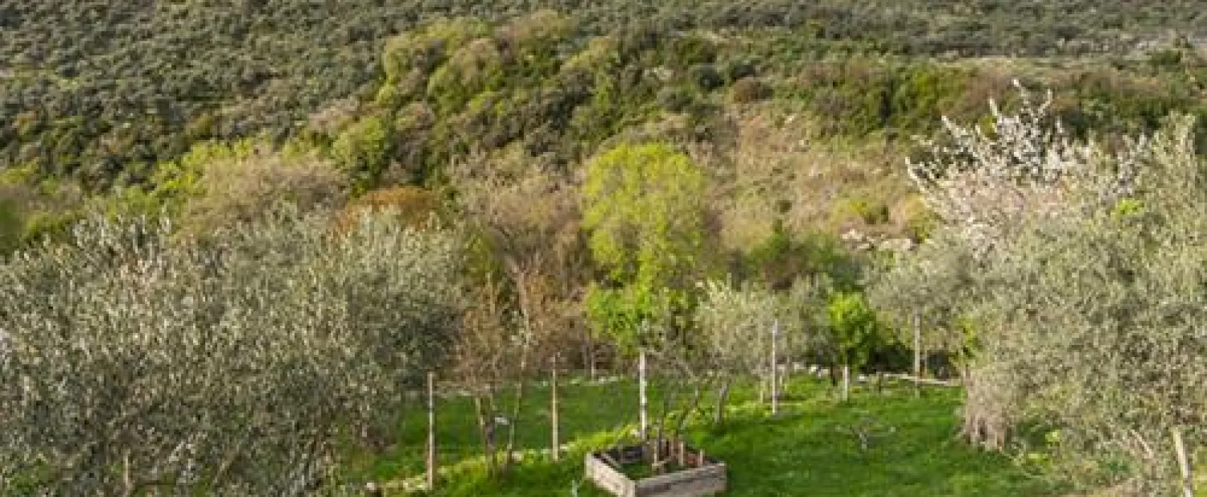 Bartula - My Olive Garden camp