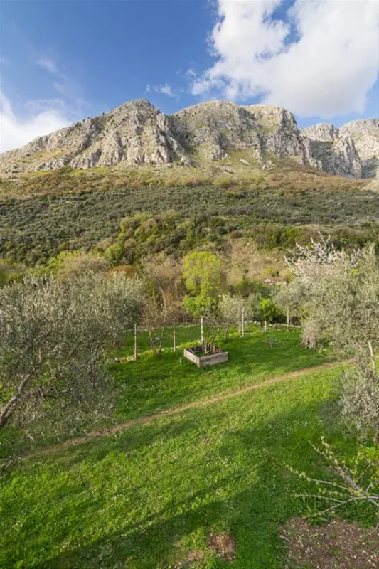 Bartula - My Olive Garden camp