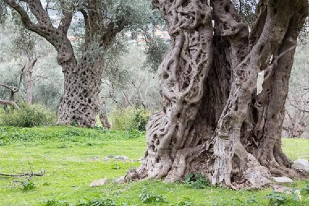 Bartula - My Olive Garden camp