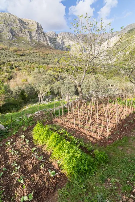 Bartula - My Olive Garden camp