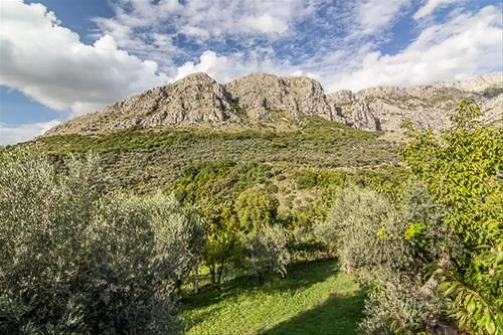 Bartula - My Olive Garden camp