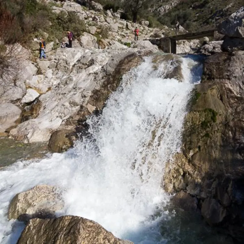 Bartula - My Olive Garden camp