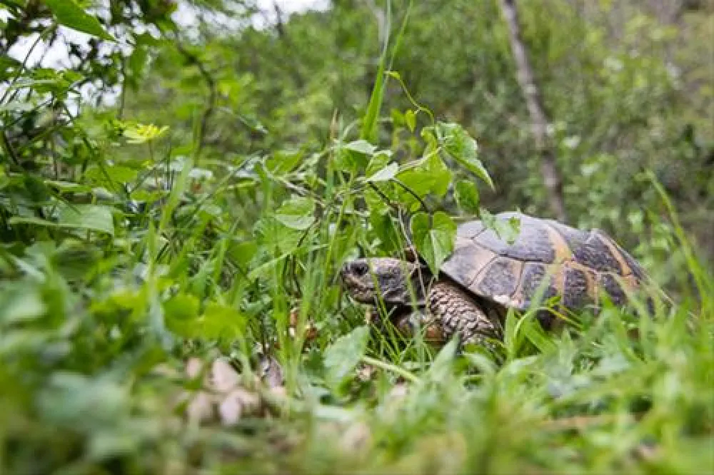 Bartula - My Olive Garden camp