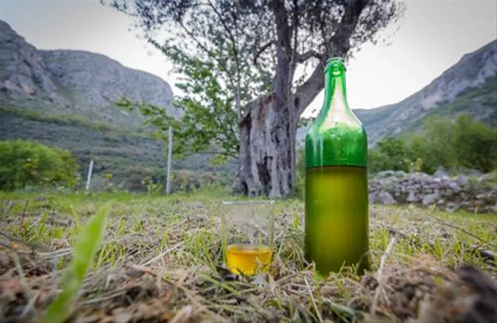 Bartula - My Olive Garden camp