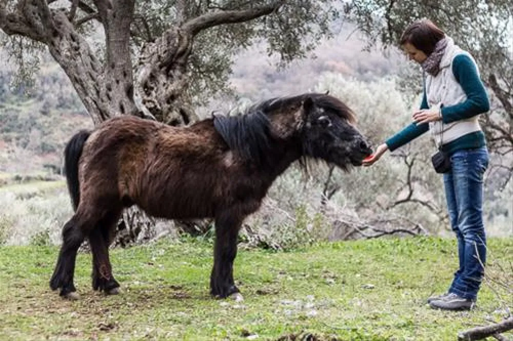 Bartula - My Olive Garden camp