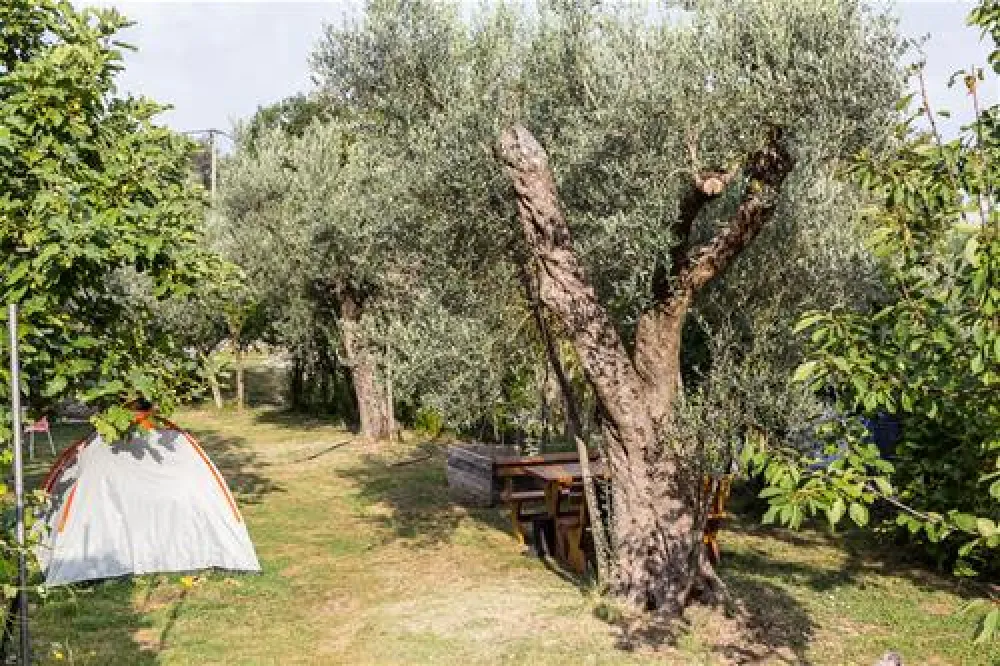 Bartula - My Olive Garden camp