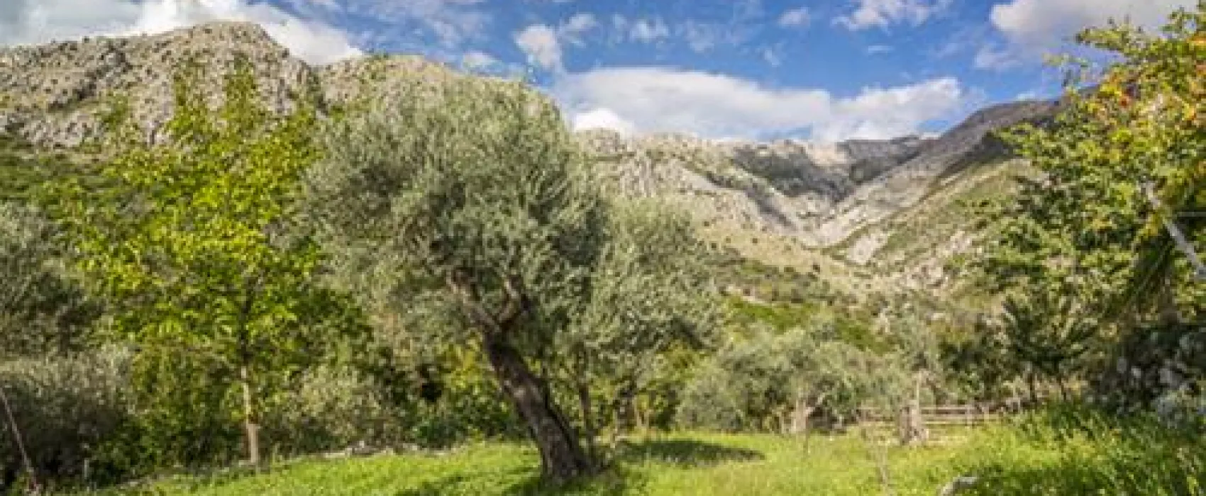 Bartula - My Olive Garden camp