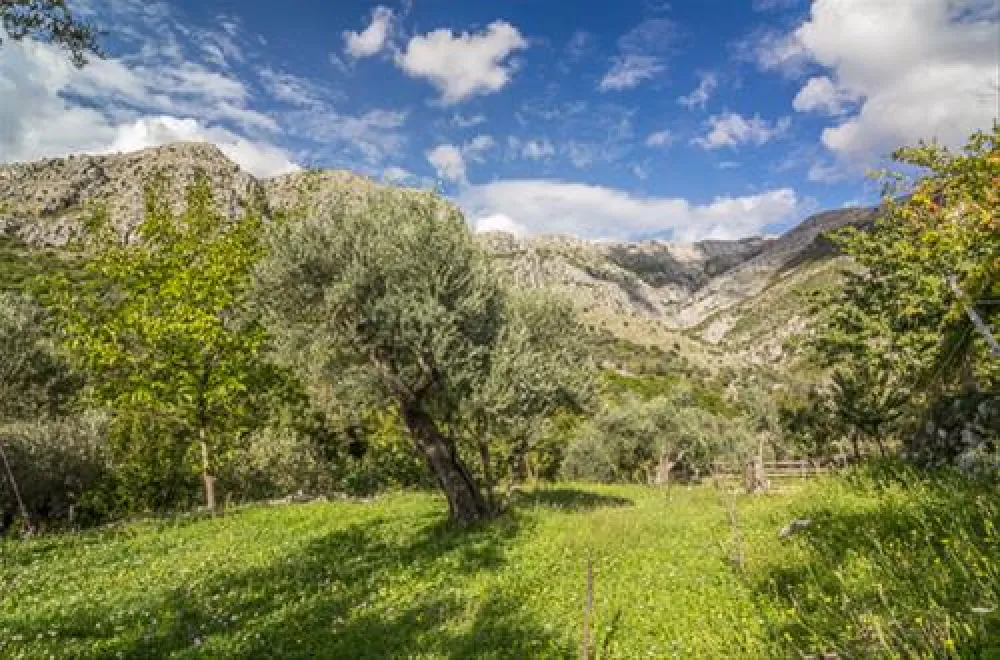 Bartula - My Olive Garden camp