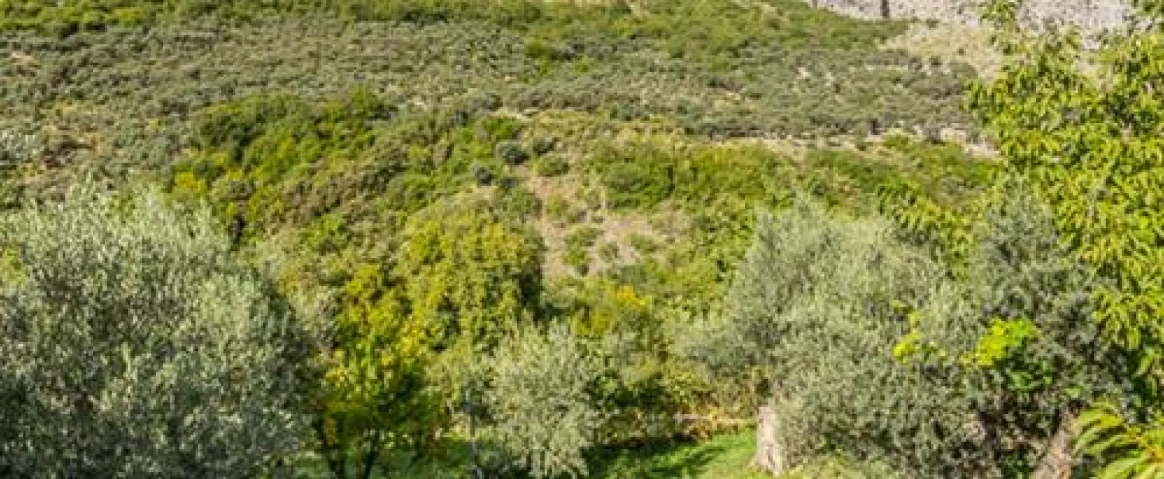 Bartula - My Olive Garden camp