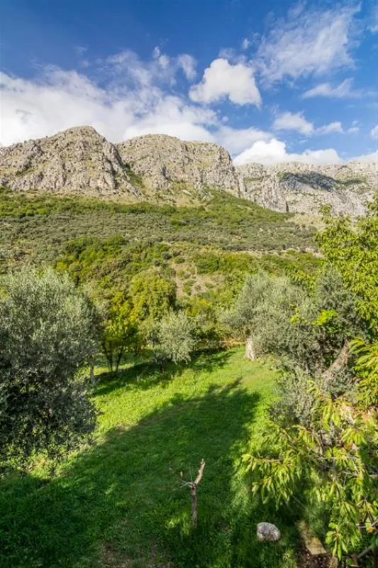 Bartula - My Olive Garden camp