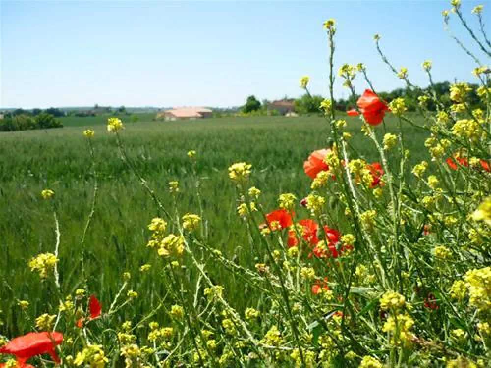 Country Camping Schinderhannes