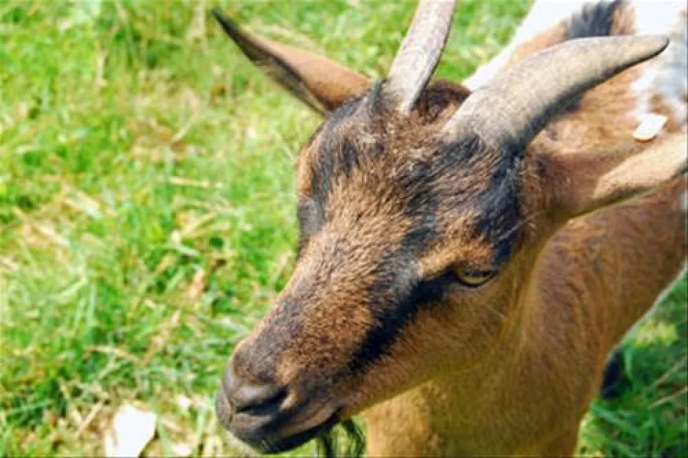 La Ferme de Lann Hoëdic