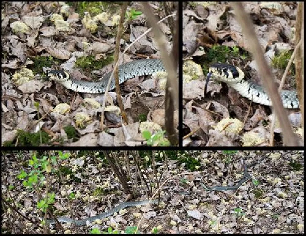 Campingpark Schellental