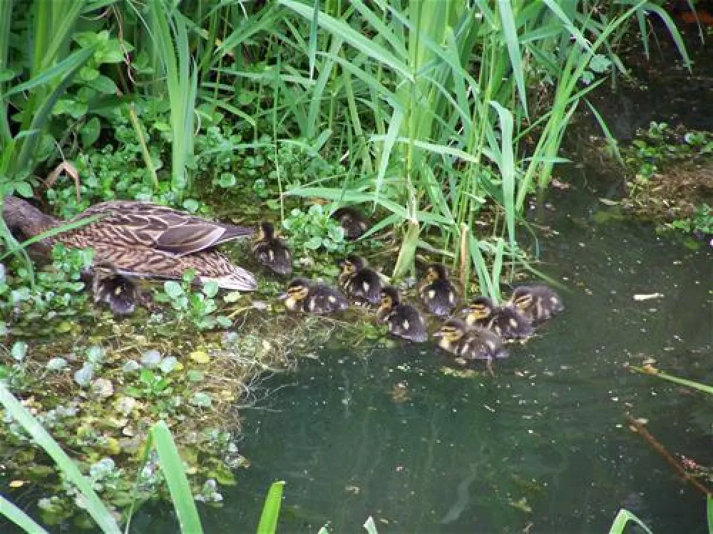 Campingpark Schellental