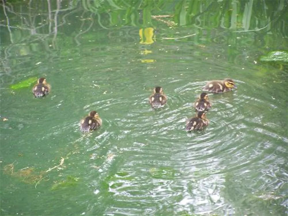 Campingpark Schellental