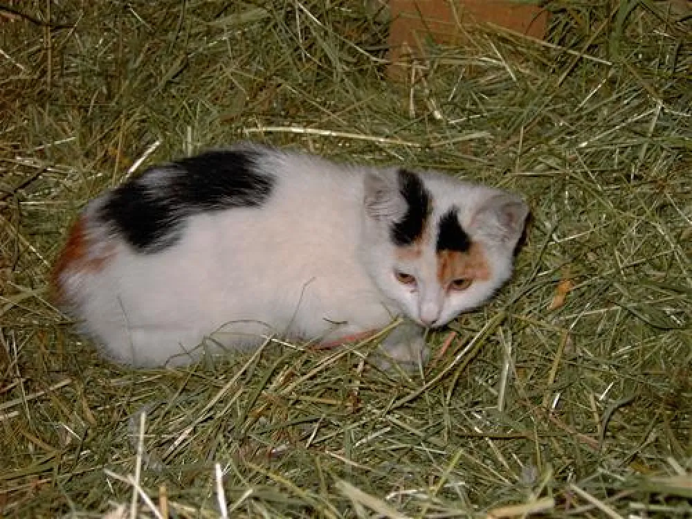 Ferienhof Schiermeier