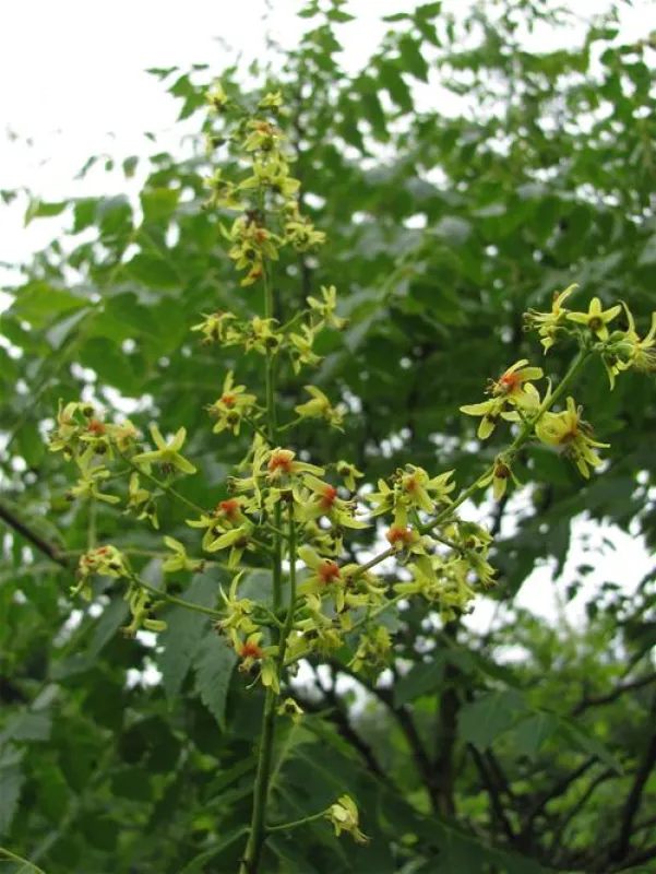 Eco - Touristfarm De Biezen