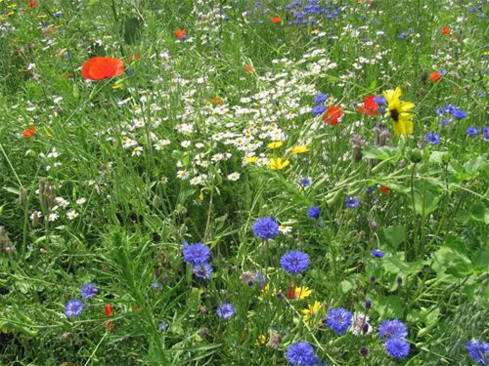 Eco - Touristfarm De Biezen